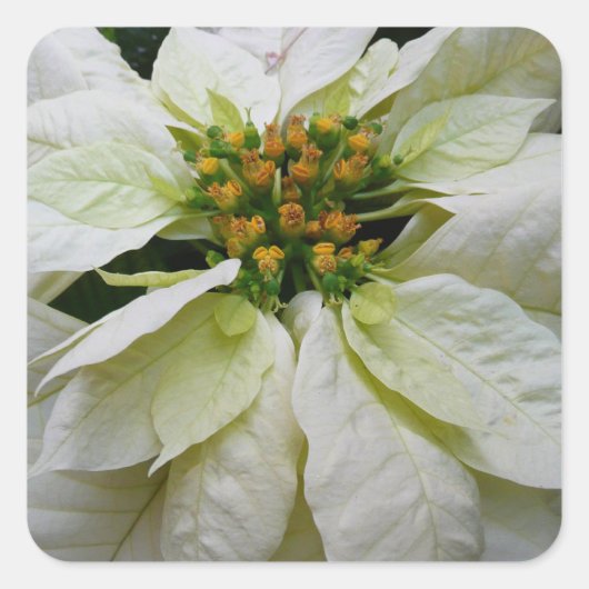White Poinsettia Elegant Kerstfeestdag Floral Vierkante Sticker (Voorkant)