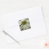 White Poinsettia Elegant Kerstfeestdag Floral Vierkante Sticker (Envelop)