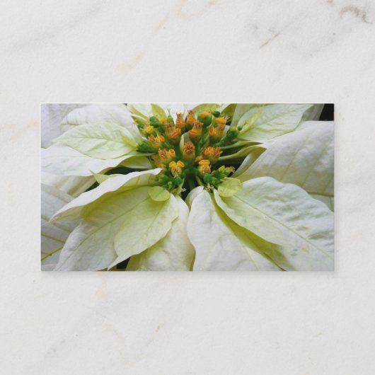 White Poinsettia Elegant Kerstfeestdag Floral Visitekaartje (Achterkant)