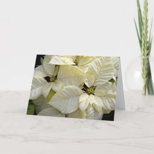 White Poinsettia Feestdagen Kaart (Voorkant)