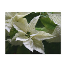 White Poinsettia Green Holiday Kerstmis