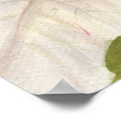 White Poinsettia Poster (Hoek)