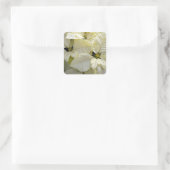 White Poinsettia Square Sticker (Tas)