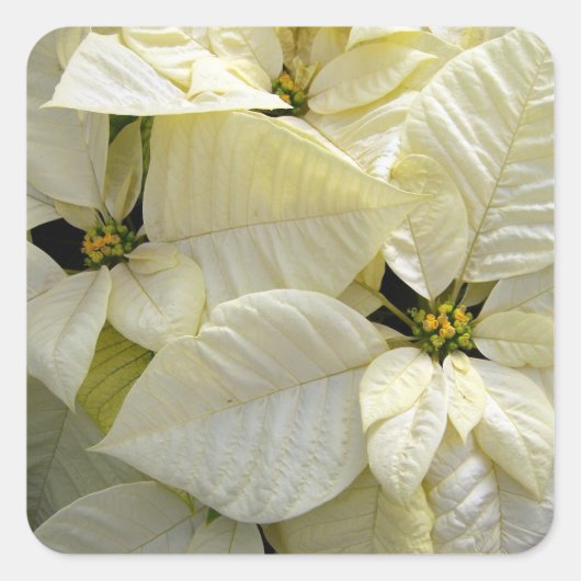 White Poinsettia Square Sticker (Voorkant)