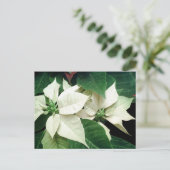 White Poinsettias Briefkaart (Staand voorkant)