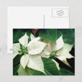 White Poinsettias Briefkaart (Voorkant / Achterkant)