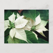 White Poinsettias Briefkaart