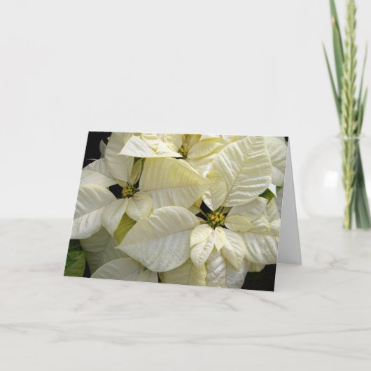 White Poinsettias Feestdagen Kaart (Voorkant)
