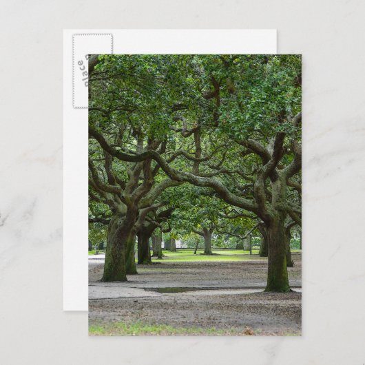 White Point Gardens Painterly Briefkaart (Voorkant / Achterkant)