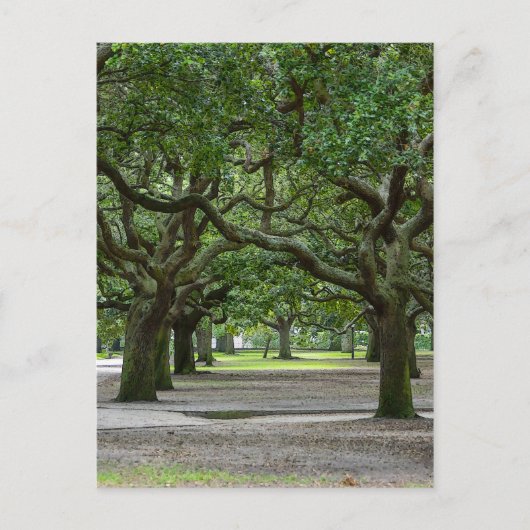 White Point Gardens Painterly Briefkaart (Voorkant)