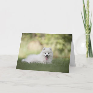 White Pomeranian Dog Custom Kaart
