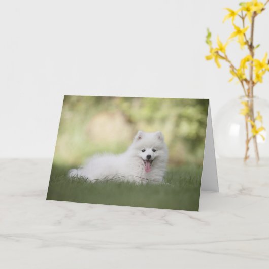 White Pomeranian Happy Birthday Kaart (Gele Bloem)