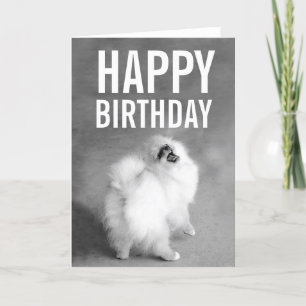 White Pomeranian Happy Birthday-kaart Kaart