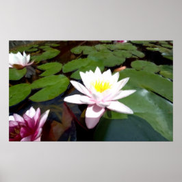 White pond roos poster