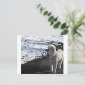 White Poodle by the Snow Briefkaart (Staand voorkant)
