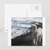 White Poodle by the Snow Briefkaart (Voorkant / Achterkant)