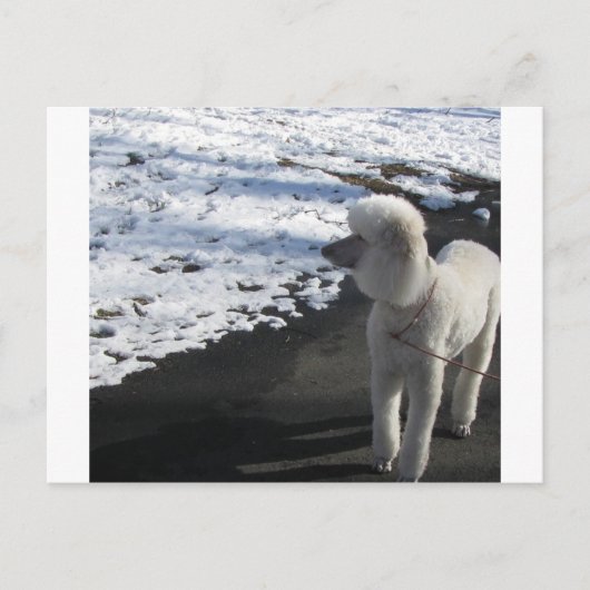 White Poodle by the Snow Briefkaart (Voorkant)