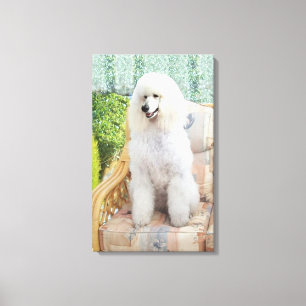 White Poodle Canvas Afdruk