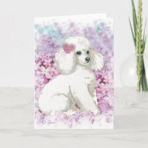 White Poodle in Lilacs Art Print Card Kaart