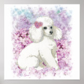 White Poodle in Lilacs Poster Print (Voorkant)