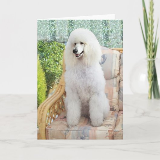 White Poodle Kaart (Voorkant)