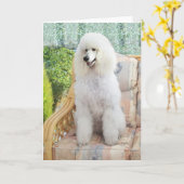 White Poodle Kaart (Gele Bloem)