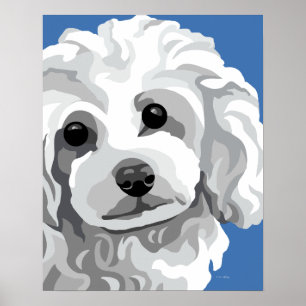 White Poodle Poster