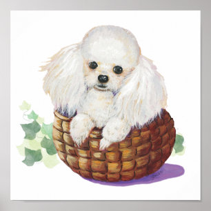 White Poodle Puppy in een mandje Art Print