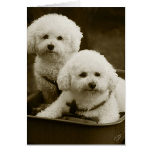 White Poodle Puppy Twins