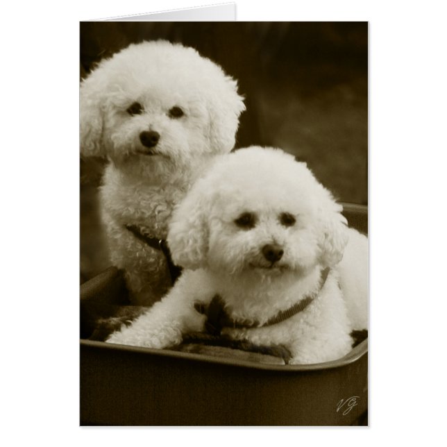 White Poodle Puppy Twins (Voorkant)