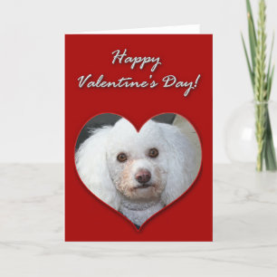 White Poodle Valentijnsdag Card Feestdagen Kaart