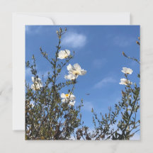 White Poppies Against the Sky Greeting Card