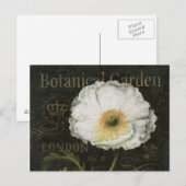 White Poppy Blossom Briefkaart (Voorkant / Achterkant)
