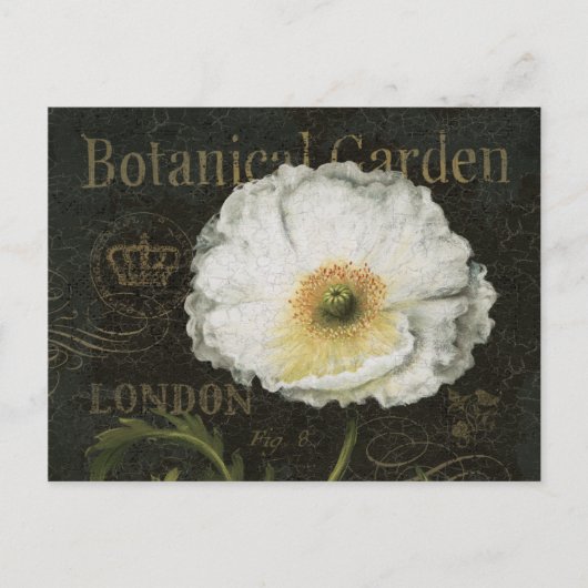 White Poppy Blossom Briefkaart (Voorkant)