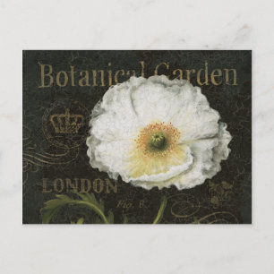 White Poppy Blossom Briefkaart