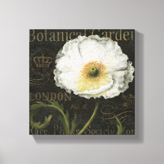 White Poppy Blossom Canvas Afdruk (Voorkant)