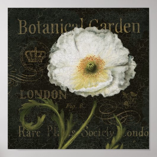 White Poppy Blossom Poster (Voorkant)