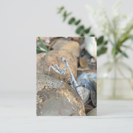 White Praying Mantis Foto Briefkaart (Staand voorkant)