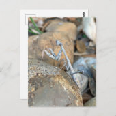 White Praying Mantis Foto Briefkaart (Voorkant / Achterkant)