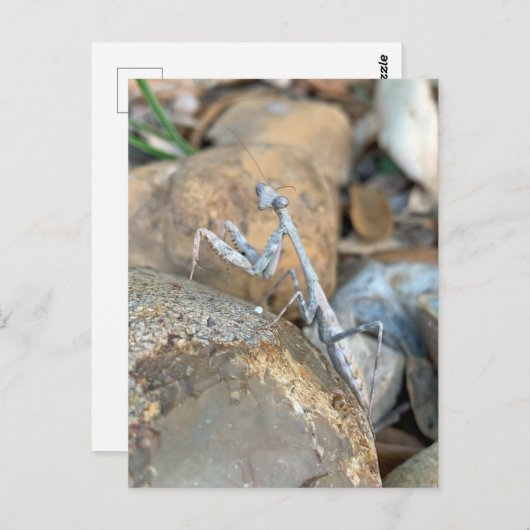 White Praying Mantis Foto Briefkaart (Voorkant / Achterkant)