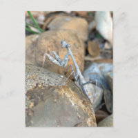 White Praying Mantis Foto