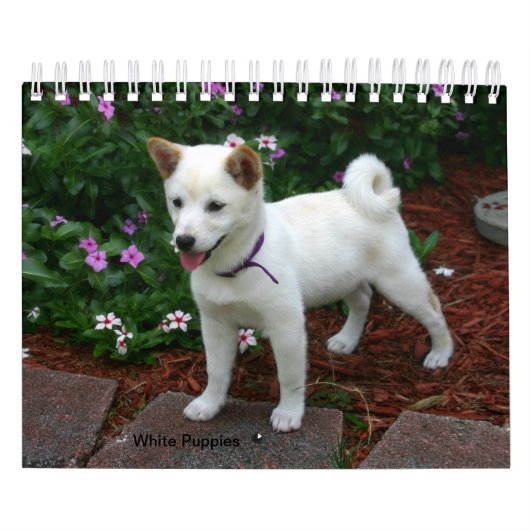 White Puppies Kalender (Hoes)