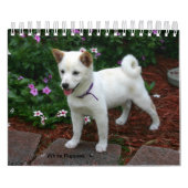 White Puppies Kalender (Hoes)