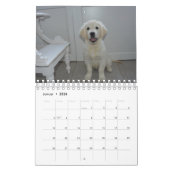 White Puppies Kalender (Jan 2026)