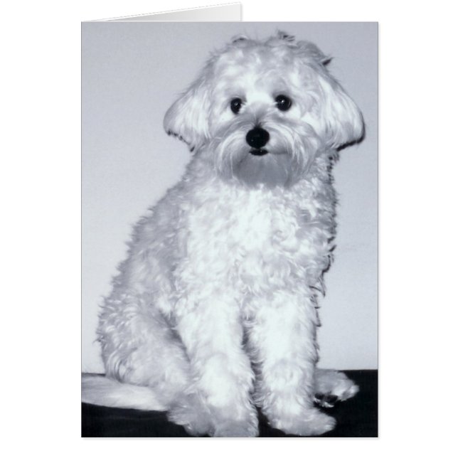 White Puppy Pose (Voorkant)