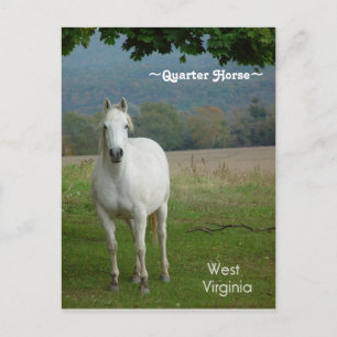 White Quarter Horse Briefkaart