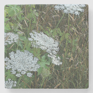 White Queen Anne's Lace Wild Flower Stenen Onderzetter