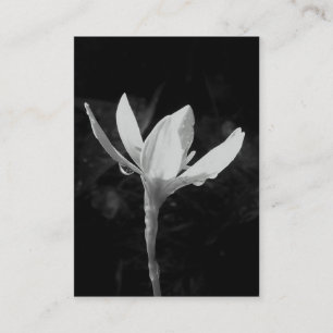 White Rain Lily ATC-fotokaart Visitekaartje