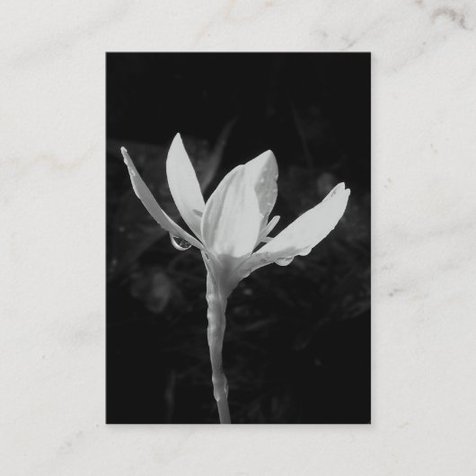 White Rain Lily ATC-fotokaart Visitekaartje (Voorkant)