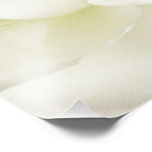 White Ranunculus High Key Flower Sjabloon Custom Foto Afdruk (Hoek)